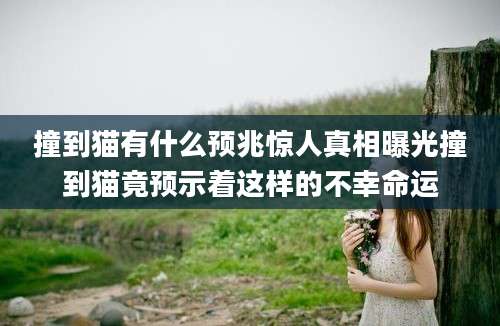 撞到猫有什么预兆惊人真相曝光撞到猫竟预示着这样的不幸命运