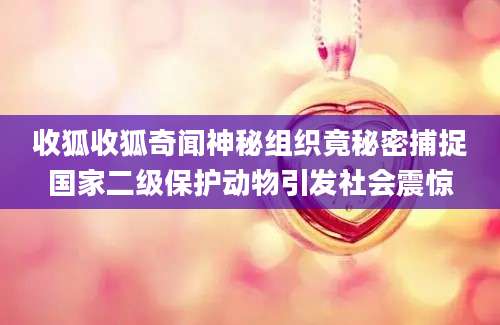 收狐收狐奇闻神秘组织竟秘密捕捉国家二级保护动物引发社会震惊