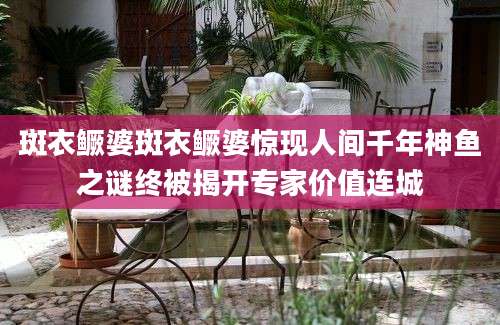 斑衣鳜婆斑衣鳜婆惊现人间千年神鱼之谜终被揭开专家价值连城
