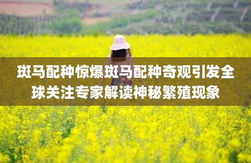 斑马配种惊爆斑马配种奇观引发全球关注专家解读神秘繁殖现象
