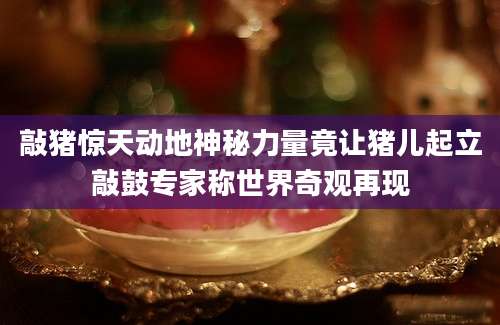 敲猪惊天动地神秘力量竟让猪儿起立敲鼓专家称世界奇观再现