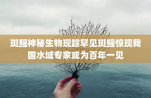 斑鳐神秘生物现踪罕见斑鳐惊现我国水域专家或为百年一见