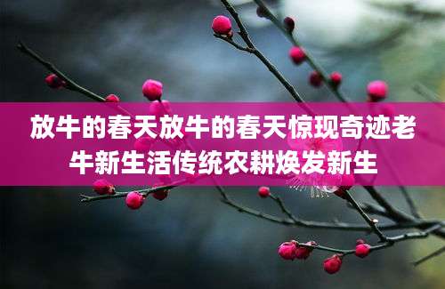 放牛的春天放牛的春天惊现奇迹老牛新生活传统农耕焕发新生